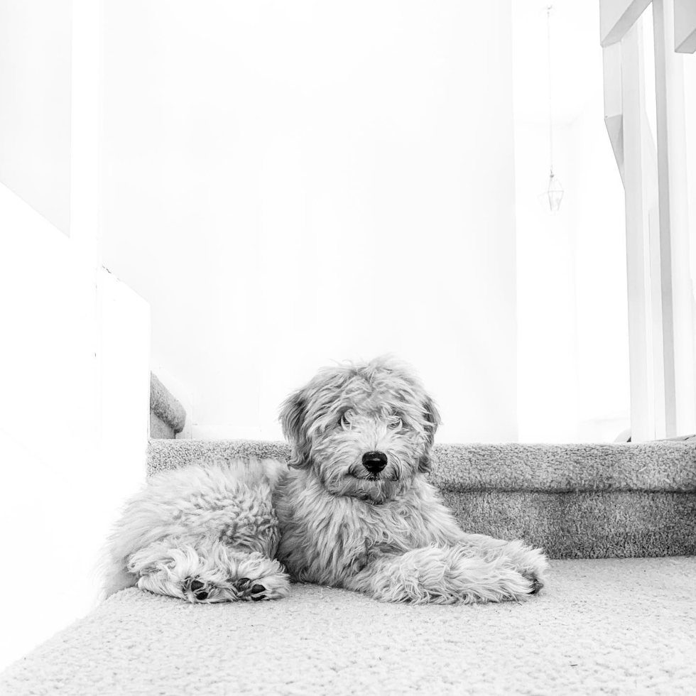 Orlando Mini Goldendoodle Pup