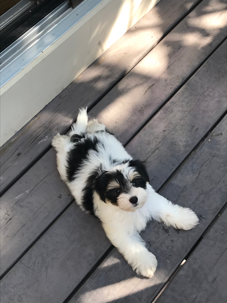 Happy Morkie Pup