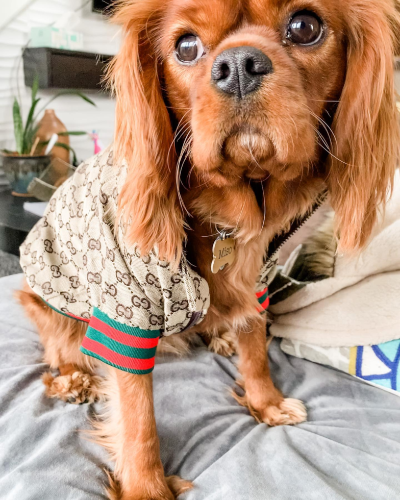 Friendly Cavalier King Charles Spaniel Purebred Pup