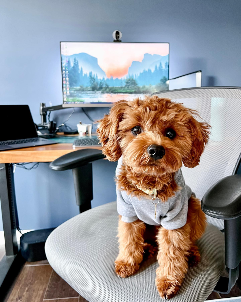 Adorable Cavoodle Poodle Mix Pup