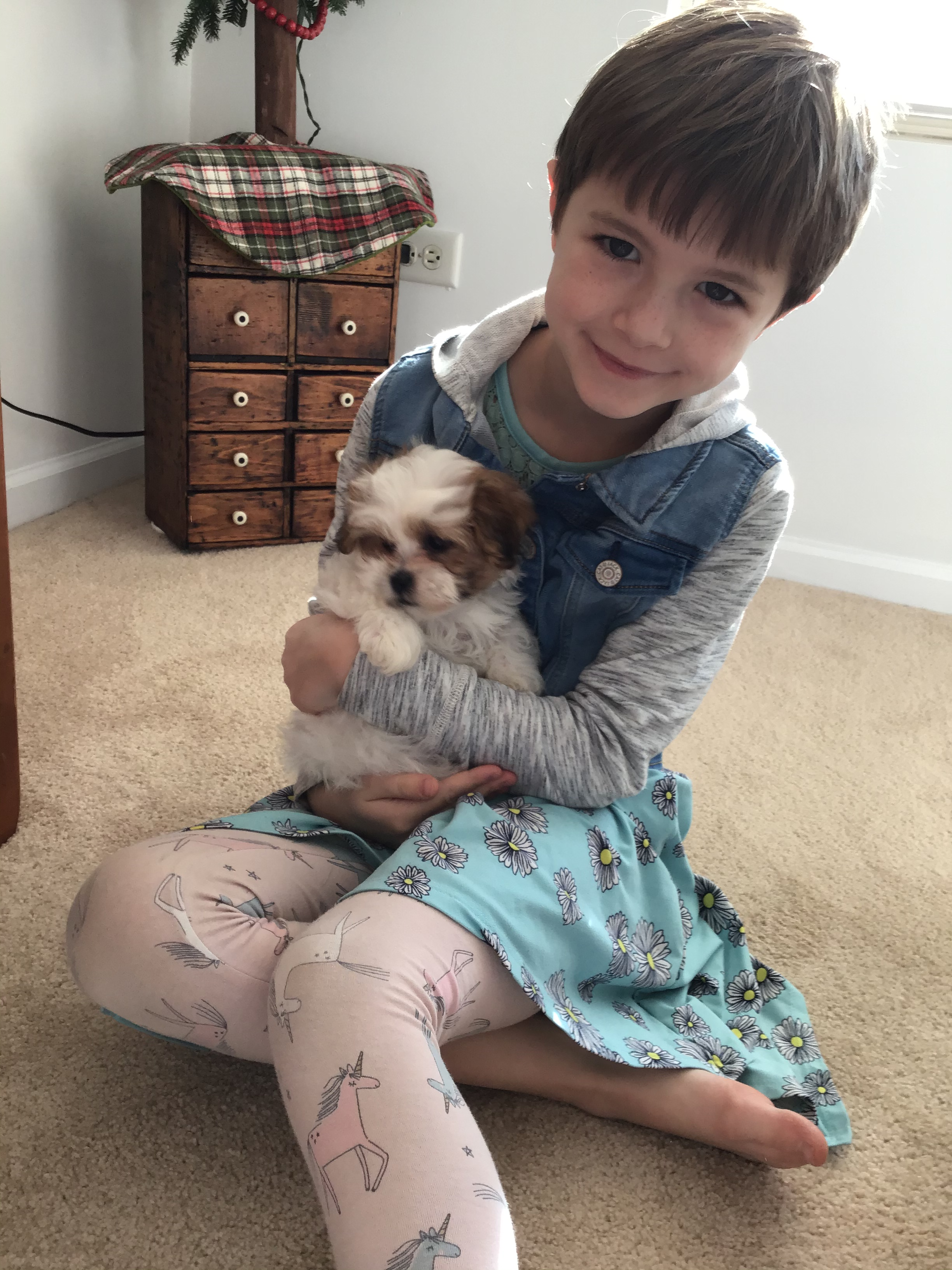 Little Shit Designer Puppy