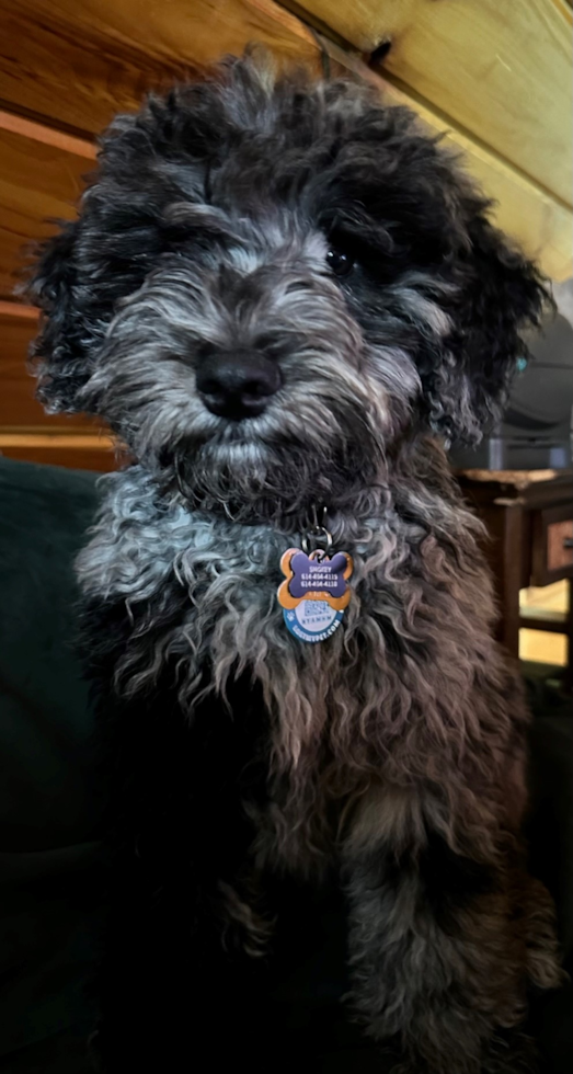 Little Portuguese Water Dog Poodle Mix Pup