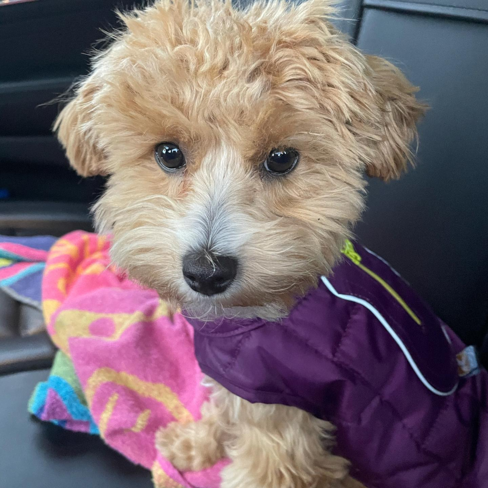 Friendly Maltipoo Pup in Cheswick PA