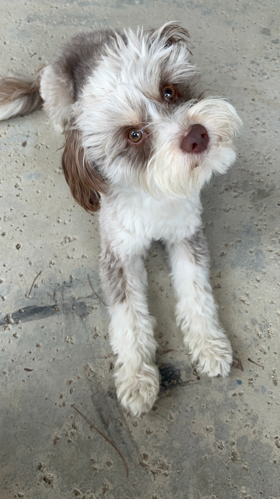 Friendly Mini Aussiedoodle Pup in