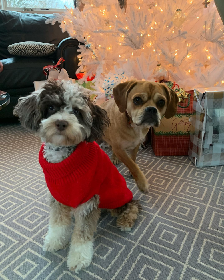 Friendly Mini Aussiedoodle Pup in Weston CT