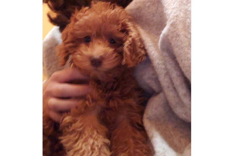 Mini Goldendoodle Puppy for Adoption