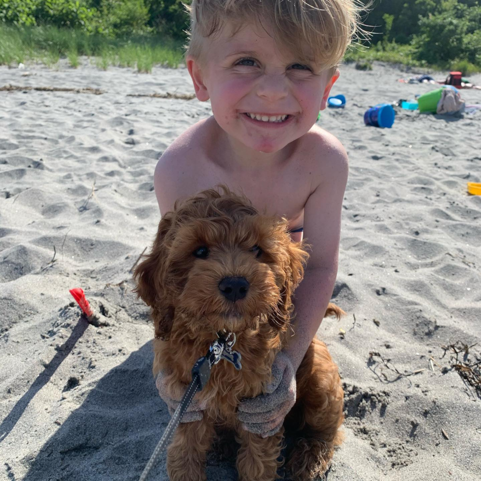 Wakefield Cockapoo Pup