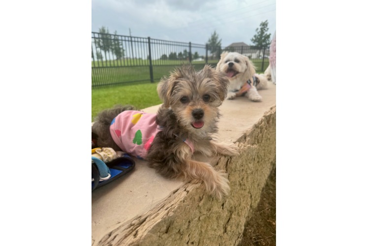 Yorkie Poo Pup Being Cute