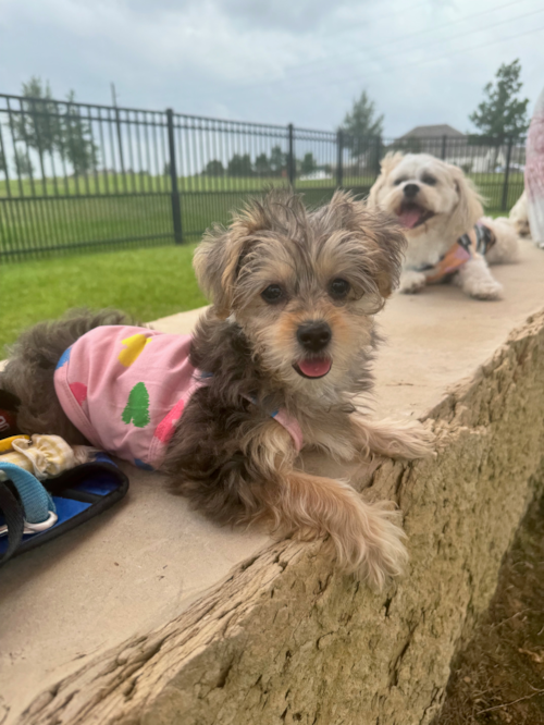 Little Yorkie Poodle Mix Poodle Mix Pup