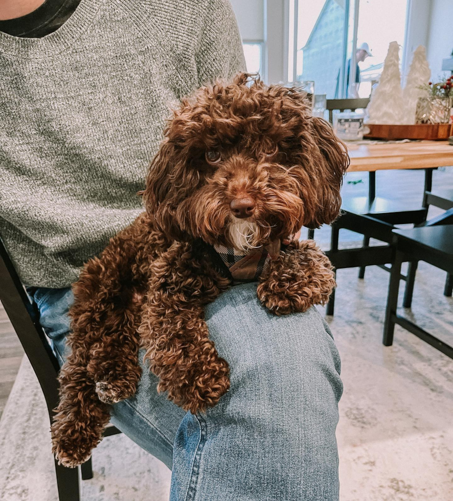 Brooklyn Poodle Pup