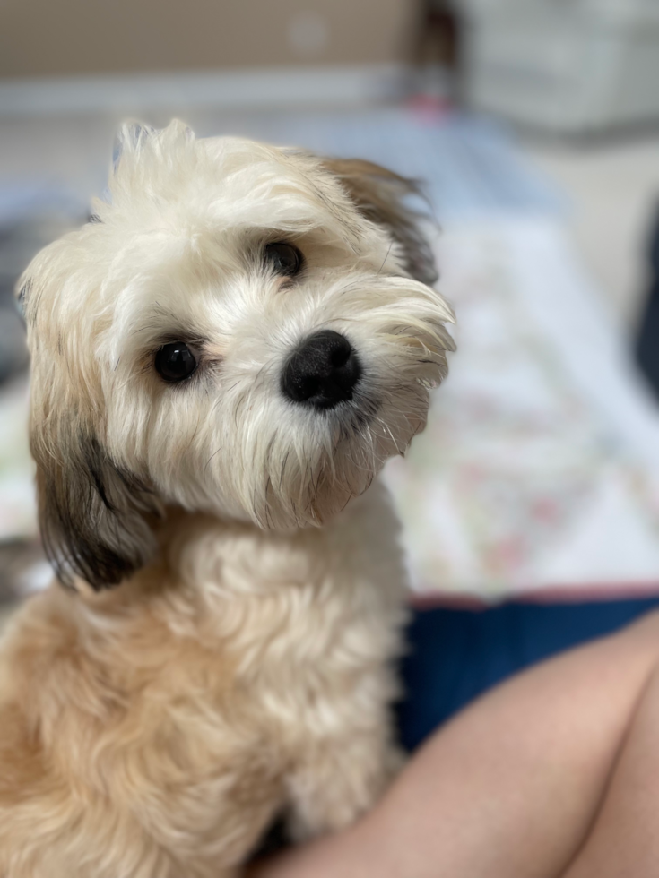 Popular Havanese Purebred Pup