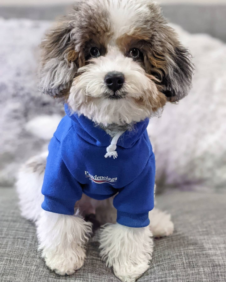 Fluffy Shih Poo Poodle Mix Pup