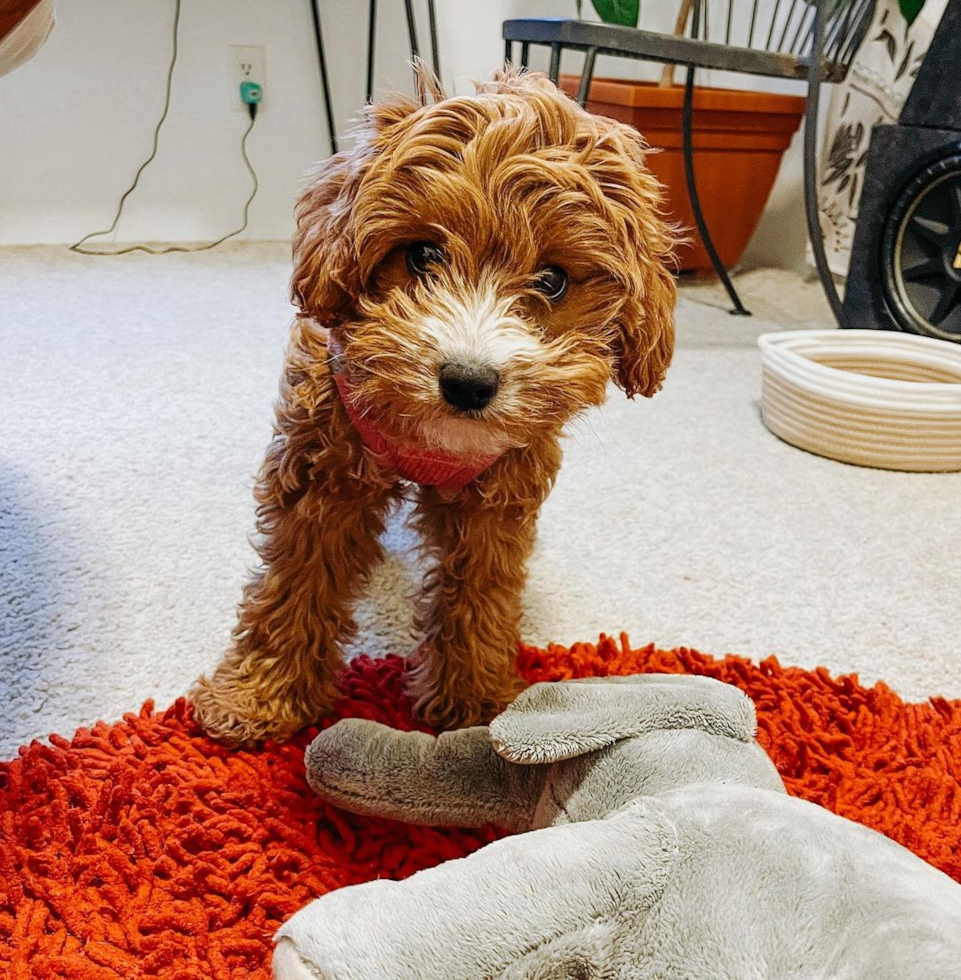 Swannanoa Cavapoo Pup