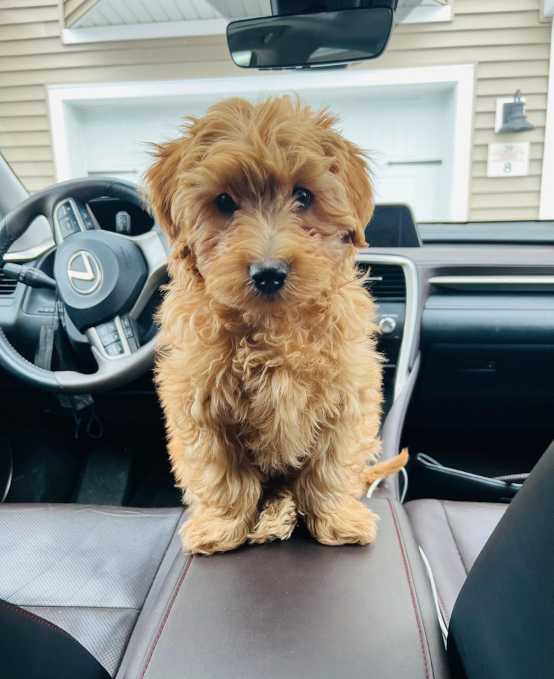 Petite Mini Goldendoodle Poodle Mix Pup