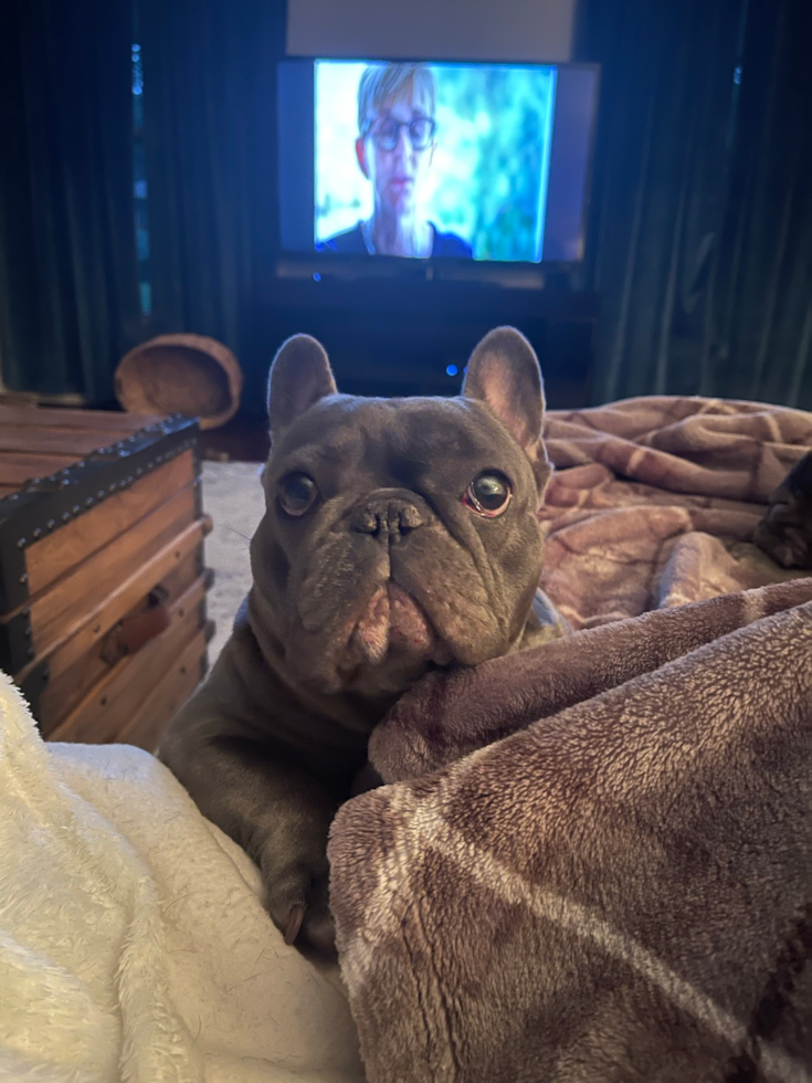 Playful French Bulldog Pup