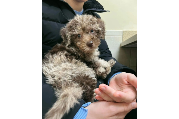 Friendly Mini Labradoodle Baby