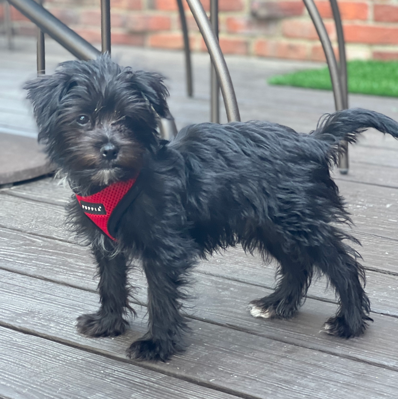 Energetic Yorkie Designer Puppy