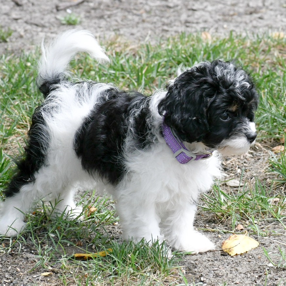 Fluffy Cavapoo Poodle Mix Pup