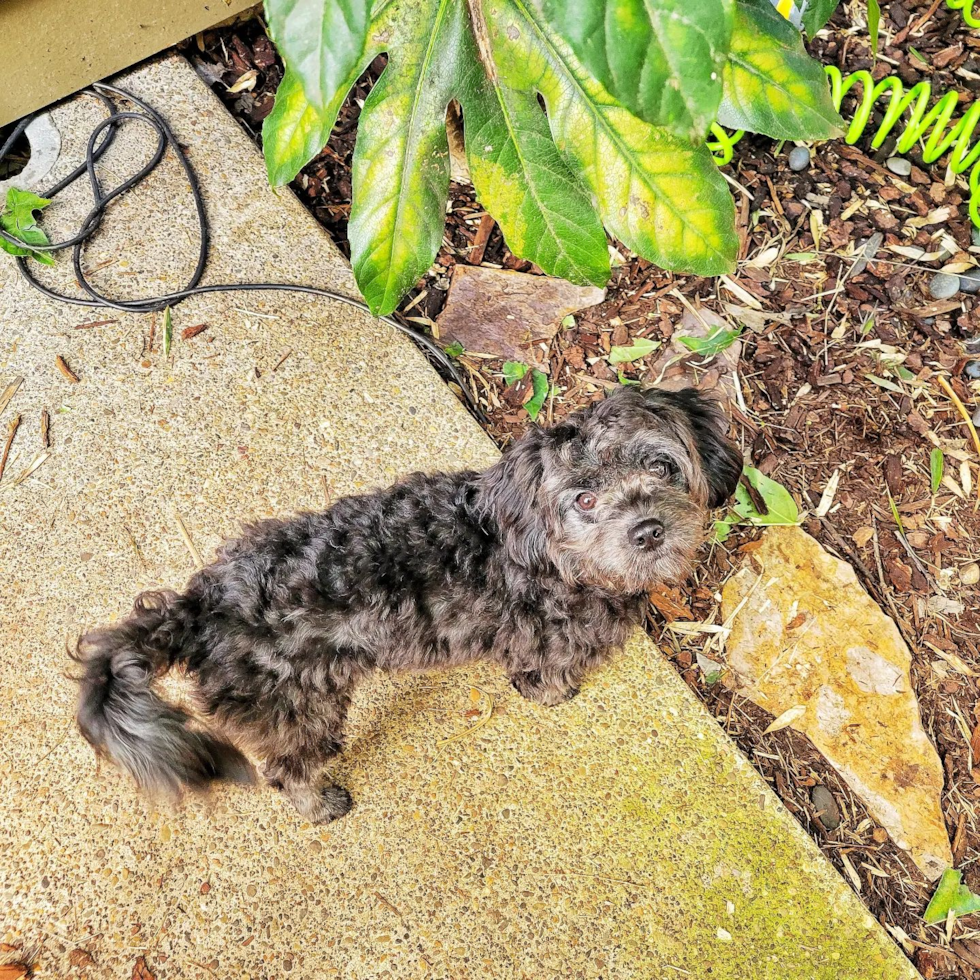 Cavapoo Being Cute