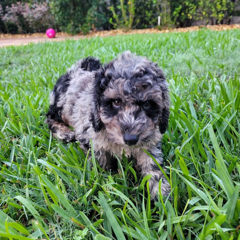 Little Labrador Poodle Mix Pup