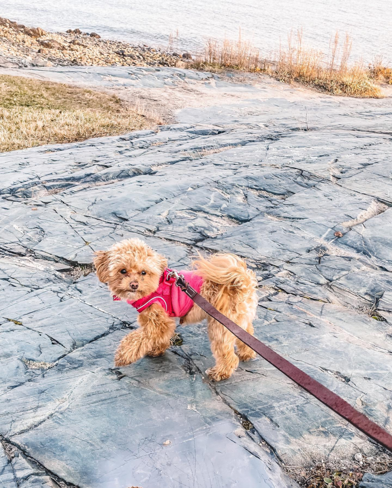 Happy Maltipoo Pup in Boston MA