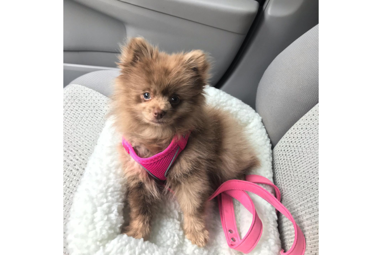 Pomeranian Puppy for Adoption