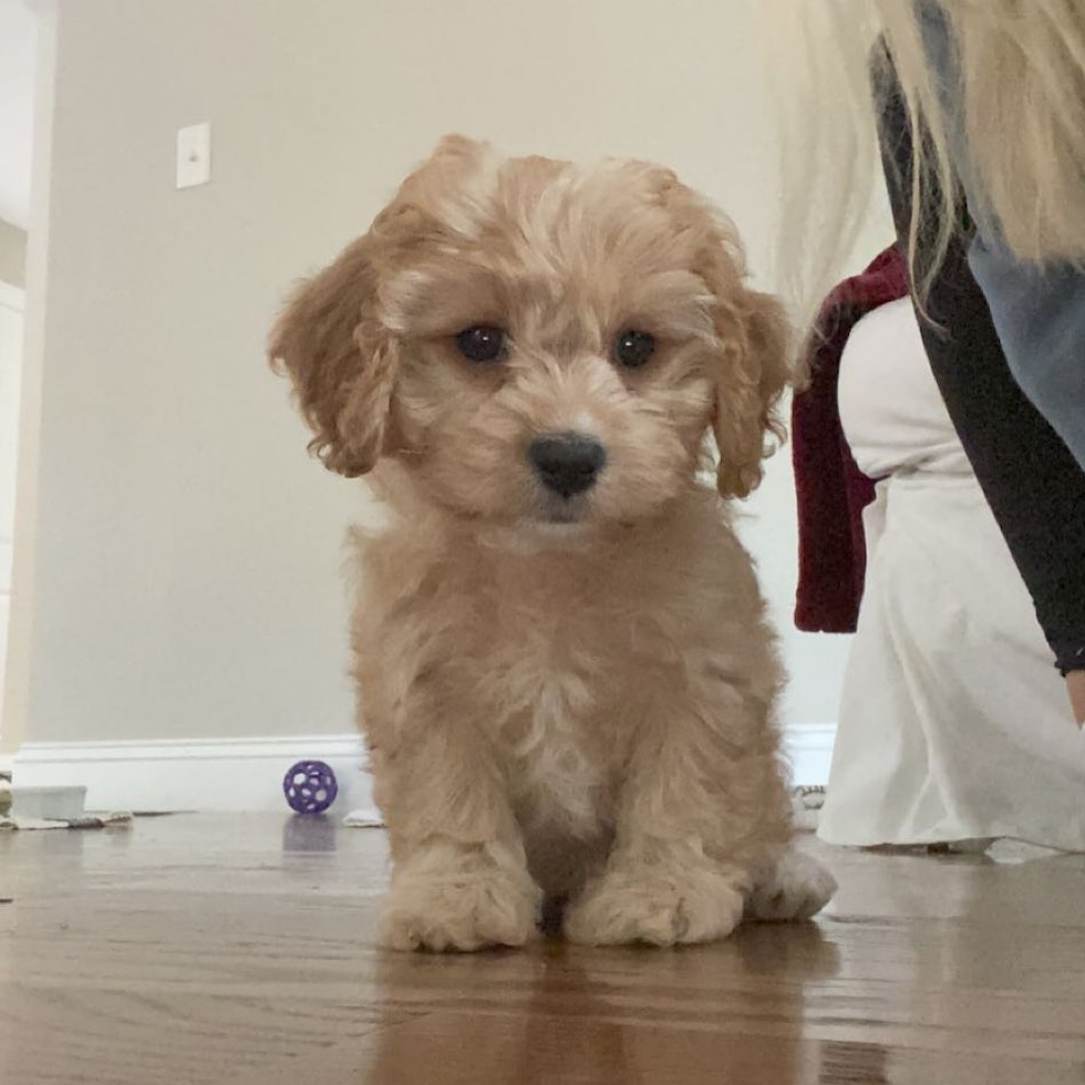 Happy Cavapoo Pup in Wilmington MA