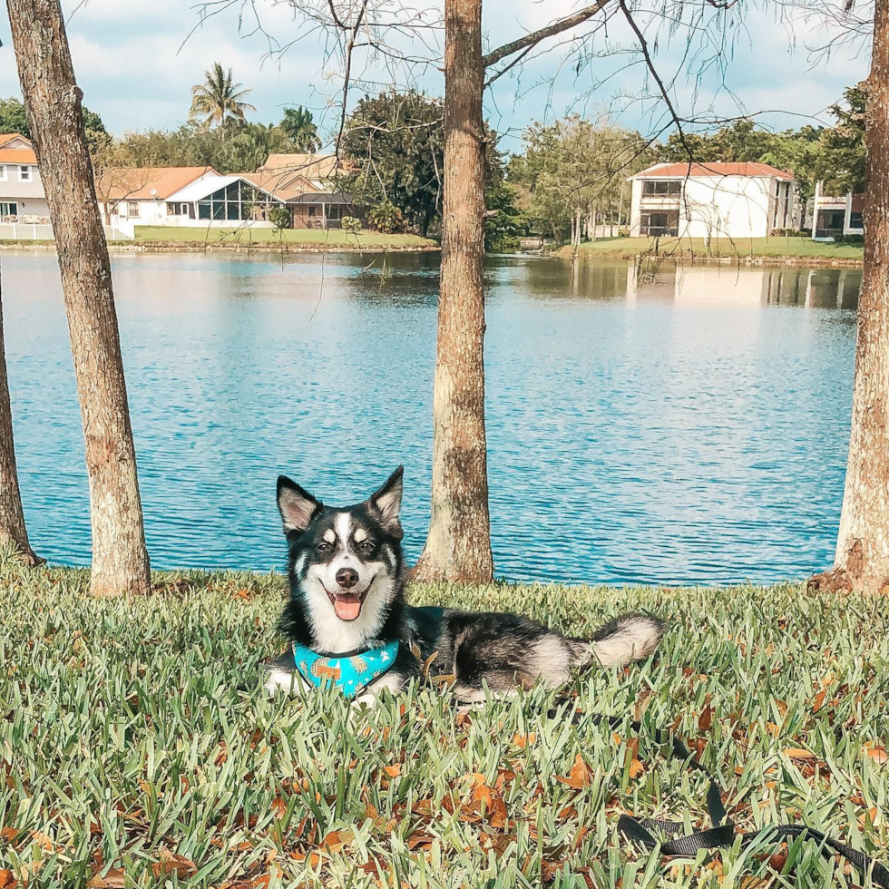 Friendly Pomsky Pup in Plantation FL