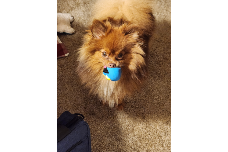 Small Pomeranian Purebred Pup