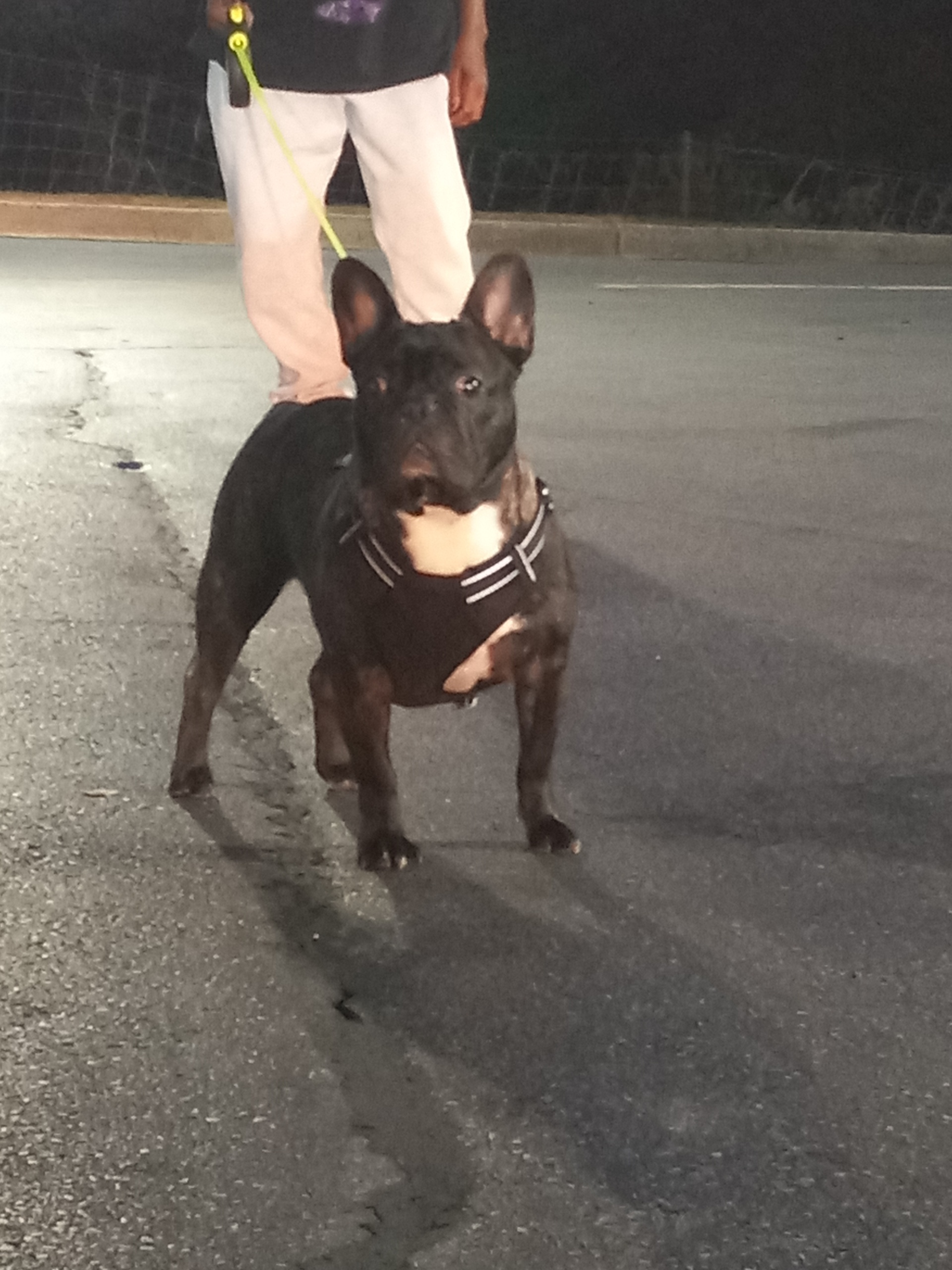 Popular French Bulldog Purebred Pup