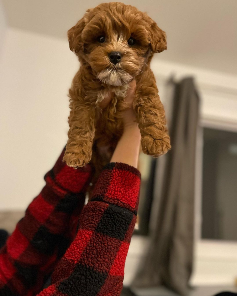 Happy Cavapoo Pup in Hazel Park MI