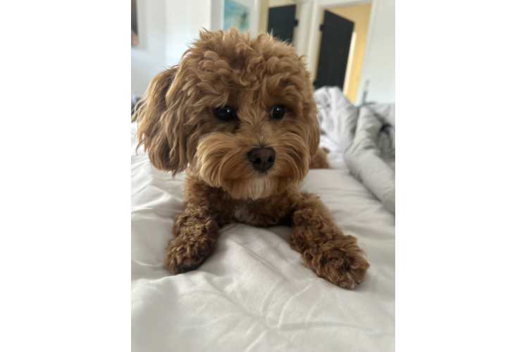 Maltipoo Puppy for Adoption