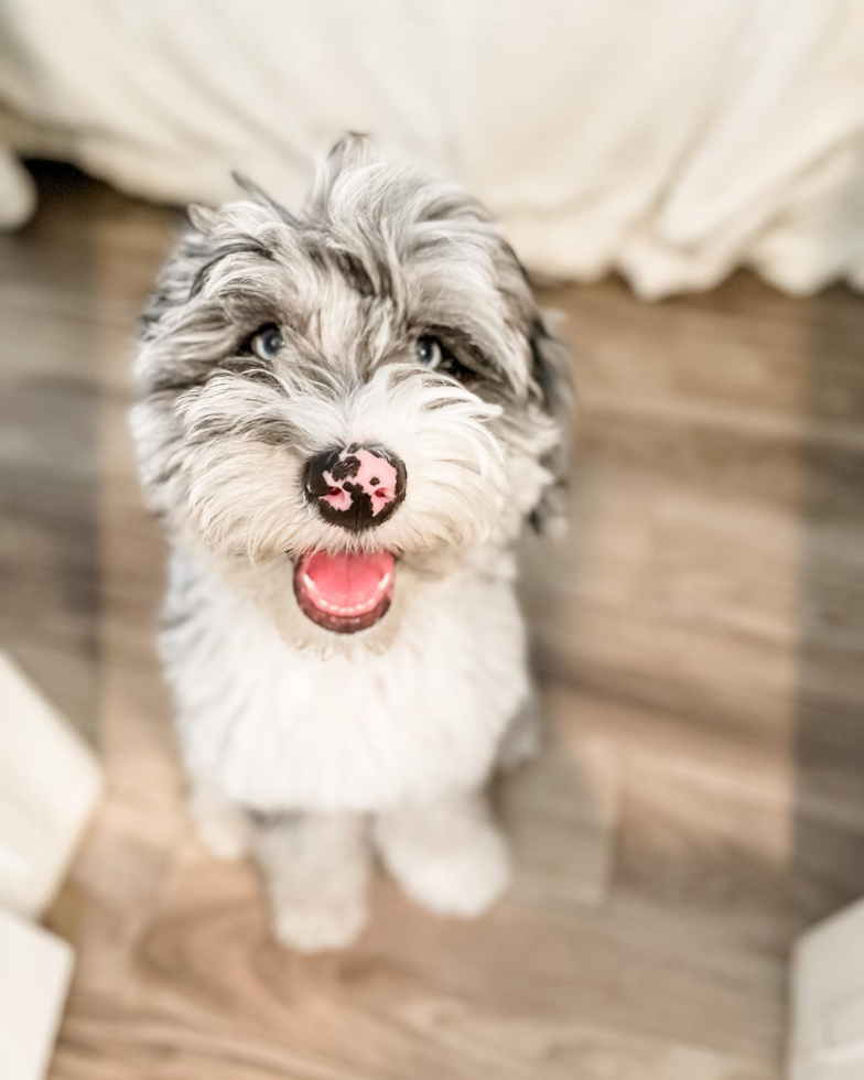 Happy Mini Sheepadoodle Pup in Costa Mesa CA