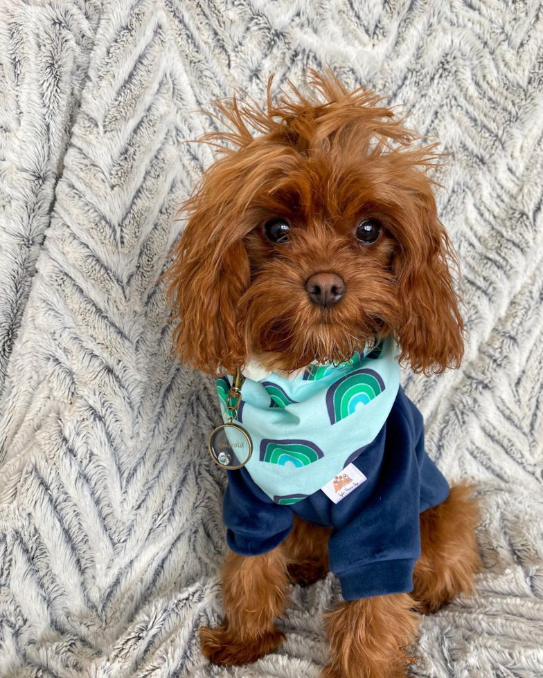 Ogden Cavapoo Pup