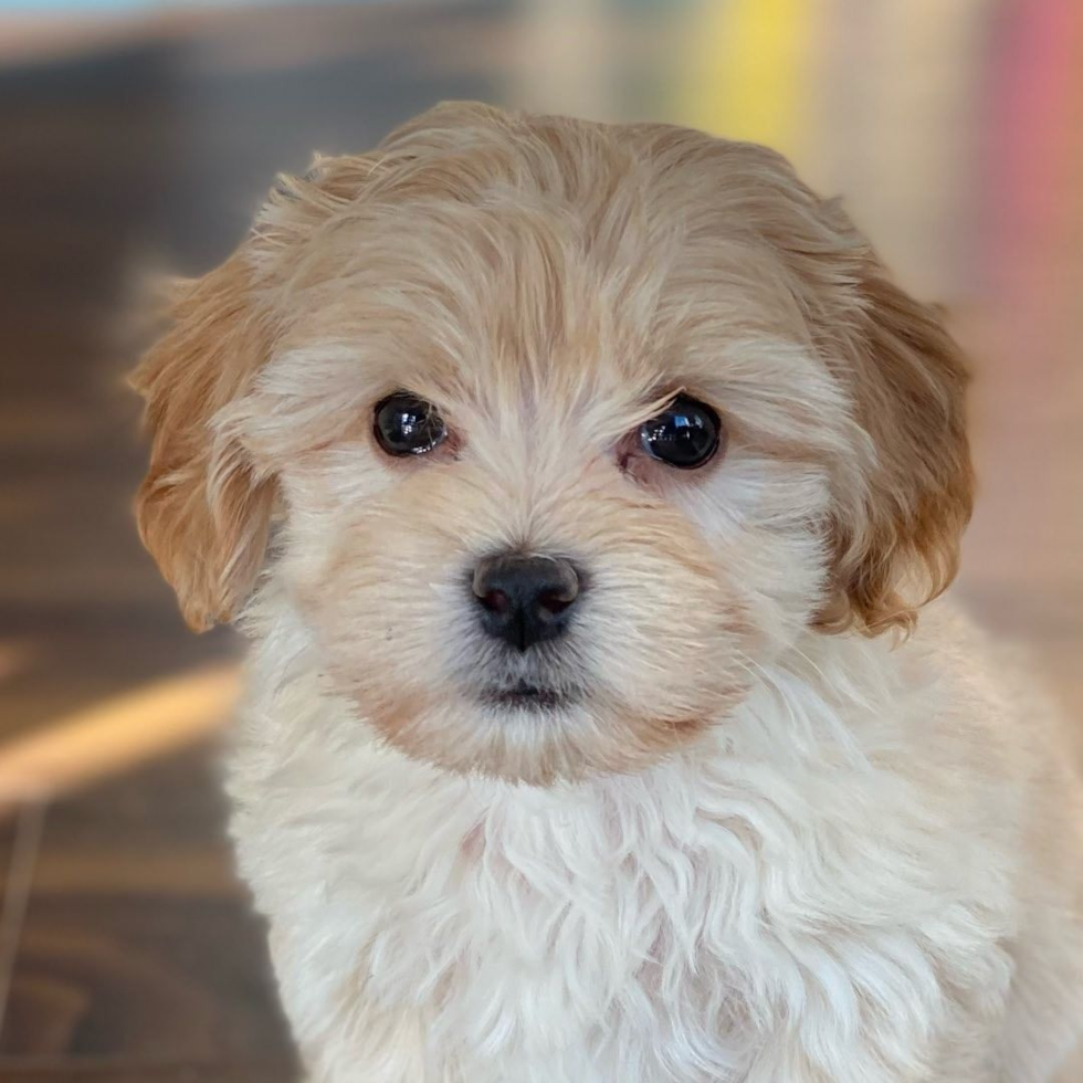 Petite Poochon Poodle Mix Pup