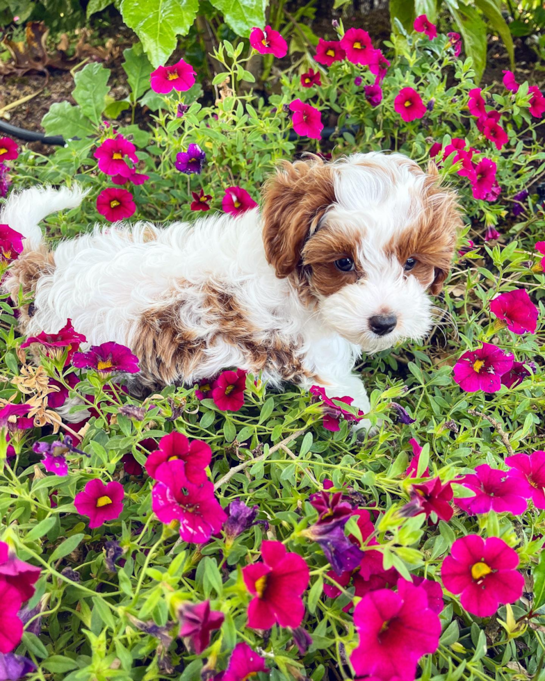 Little Cavoodle Poodle Mix Pup