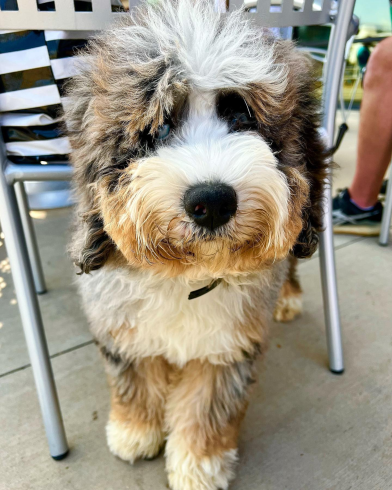 Energetic Mini Berniedoodle Poodle Mix Pup