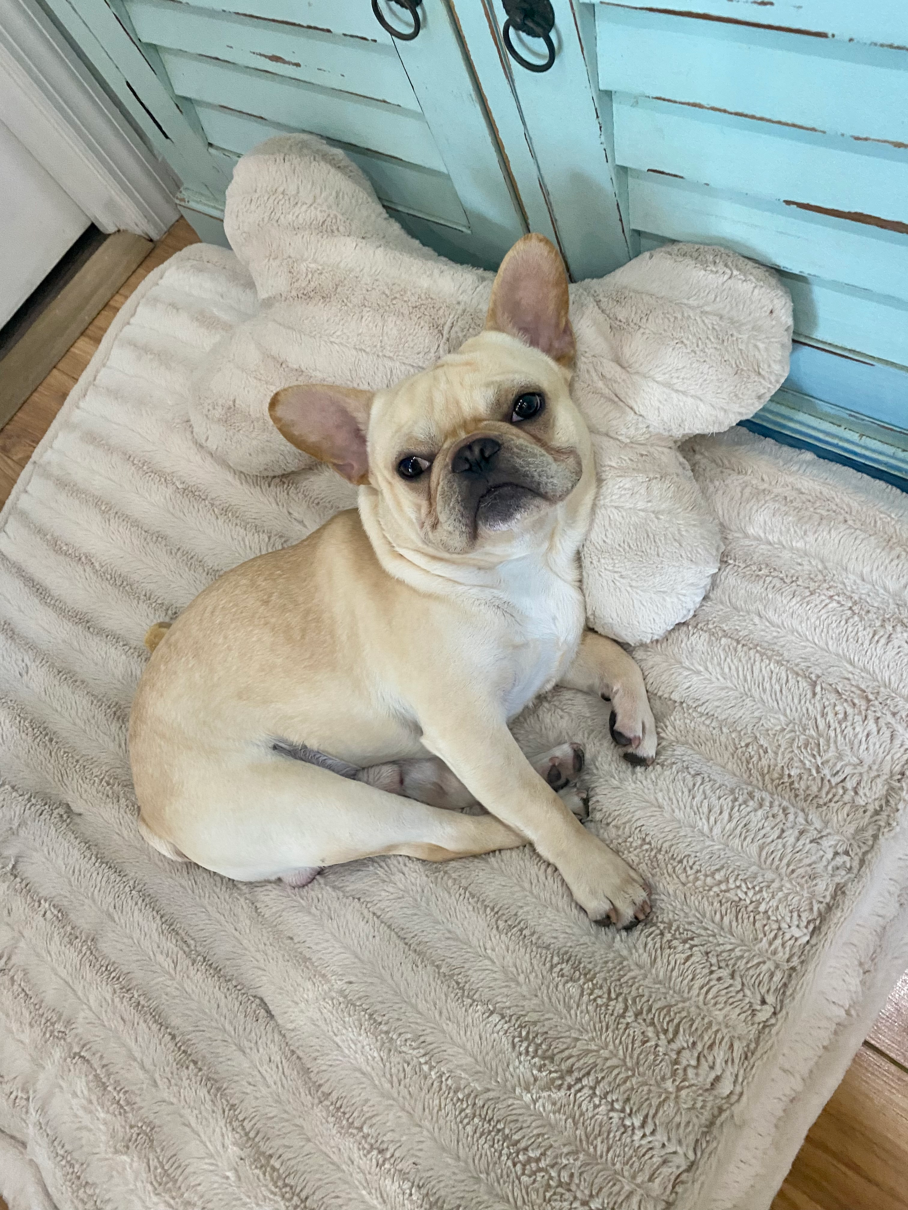 Smart Frenchie Purebred Puppy
