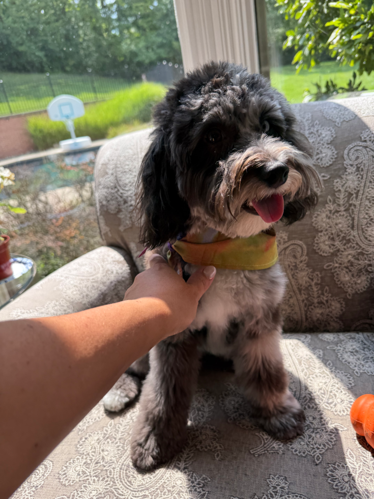 Mini Aussiedoodle Pup
