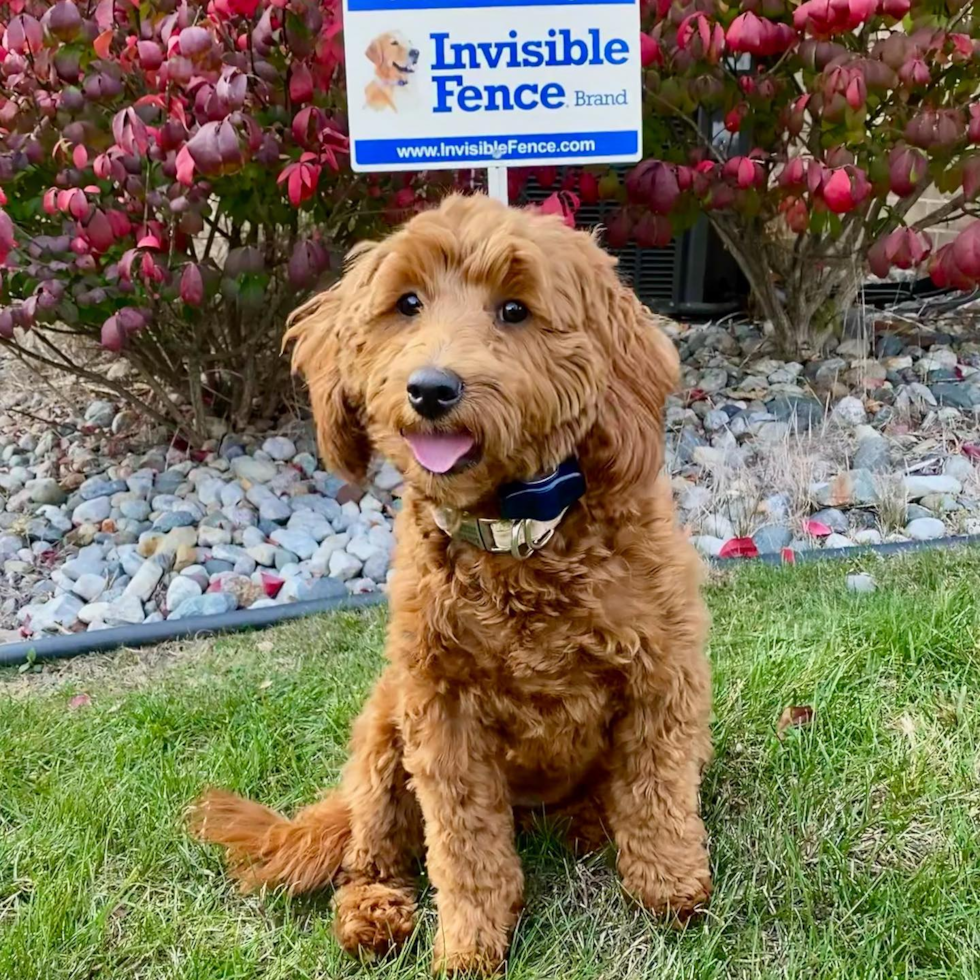 Cute Mini Goldendoodle Pup in Grand Blanc MI