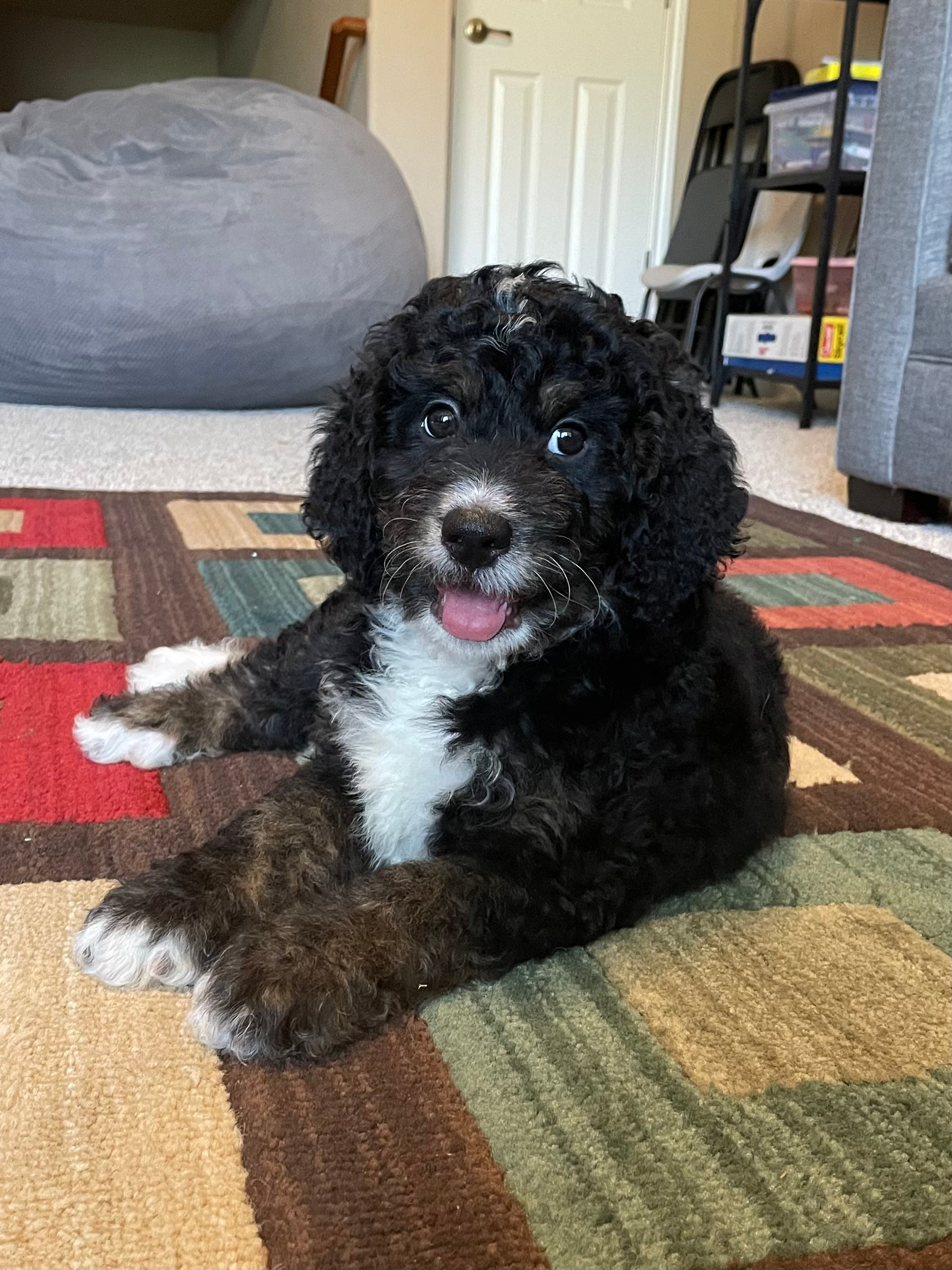 Mini Bernedoodle Puppy for Adoption