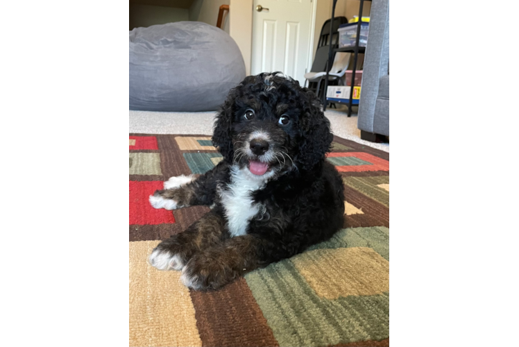 Mini Bernedoodle Puppy for Adoption