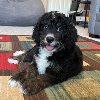 Friendly Mini Bernedoodle Pup in Cedar Park TX