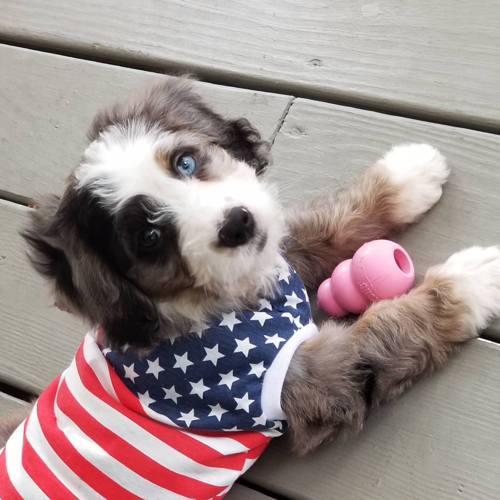 Cute Mini Bernedoodle Pup