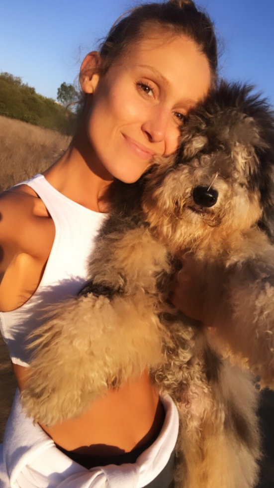 San Diego Mini Sheepadoodle Pup