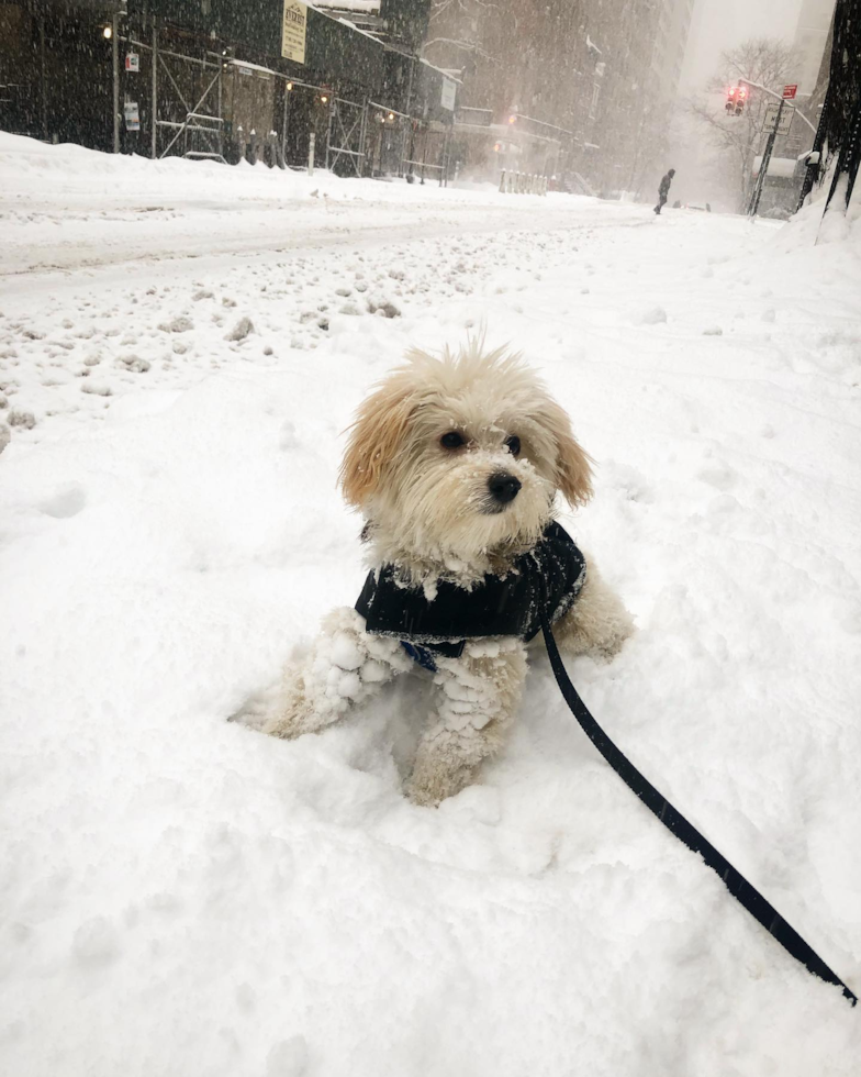 Friendly Maltipoo Pup