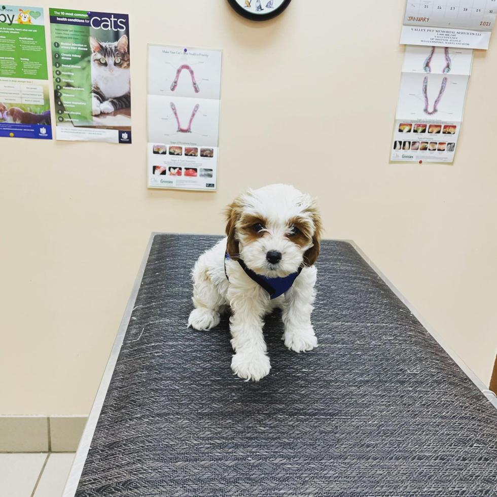 Friendly Cavapoo Pup in Lanham MD