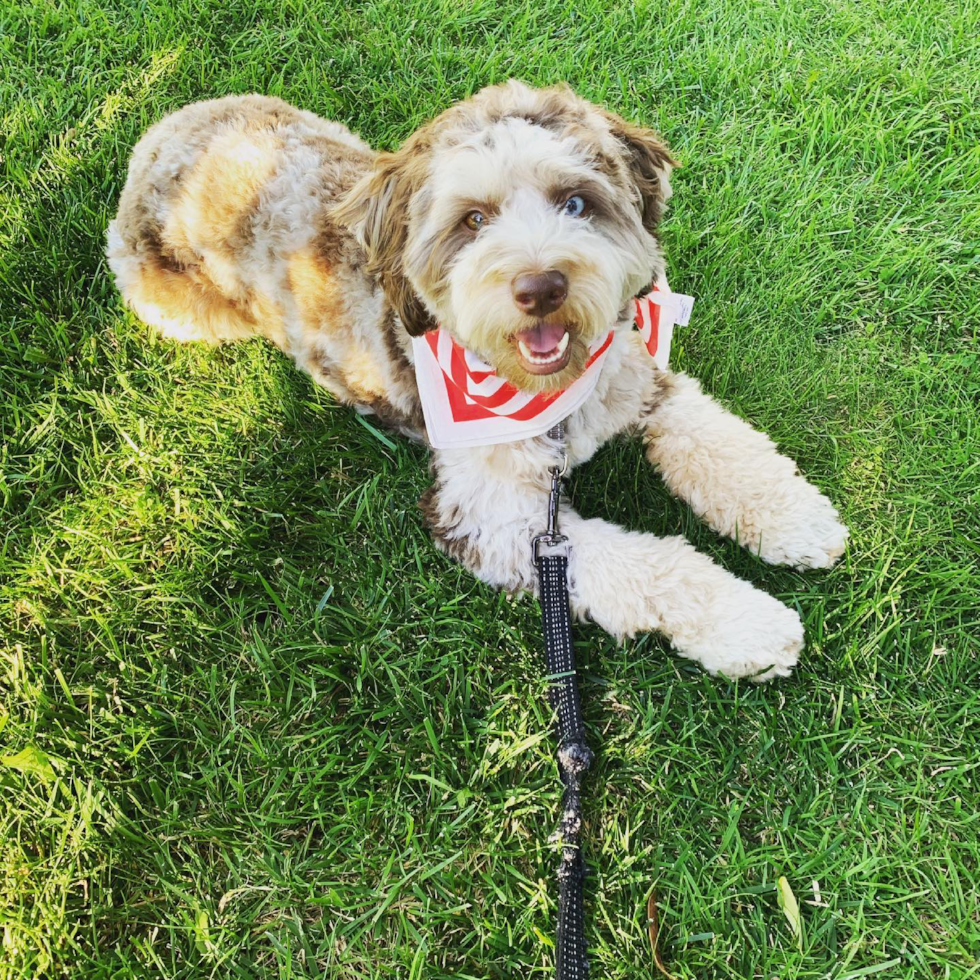 Cute Mini Aussiedoodle Pup