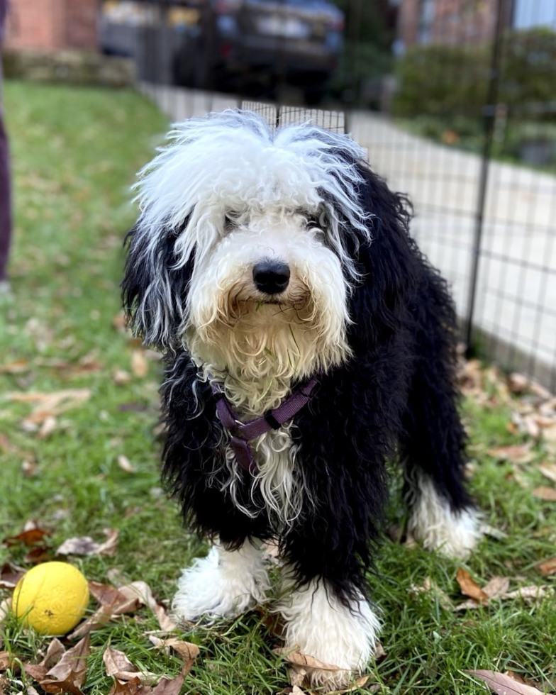 Energetic Sheep Dog Poodle Mix Pup