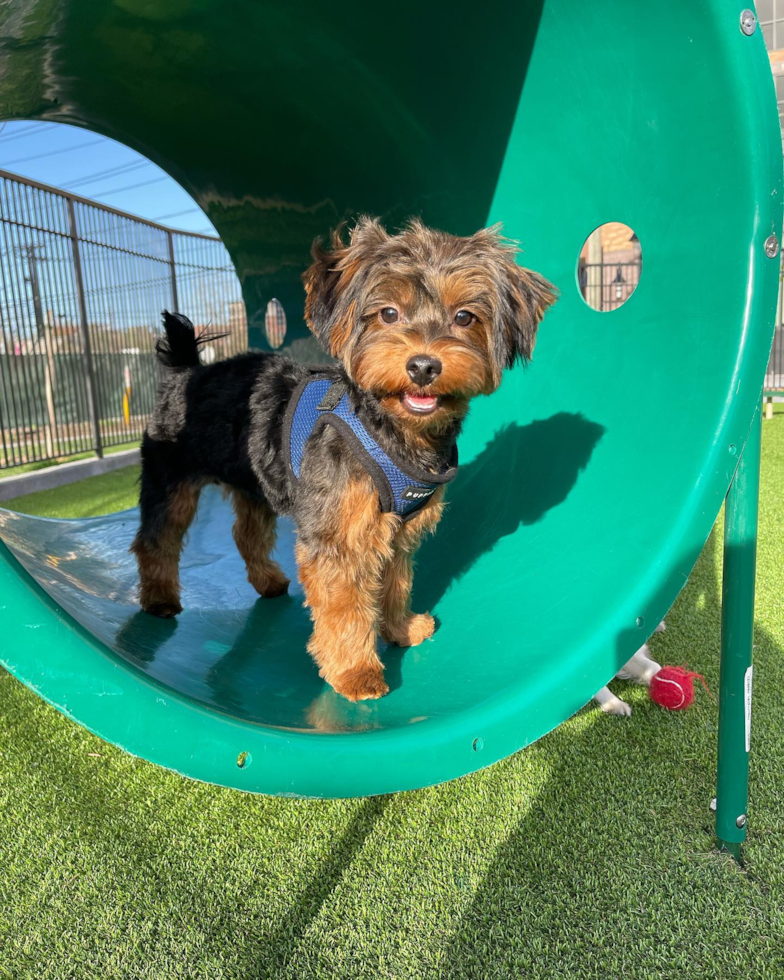 Energetic Yorkie Doodle Poodle Mix Pup